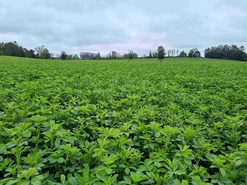 Cultivo intensivo de alfalfa premium para semilla en Mendoza