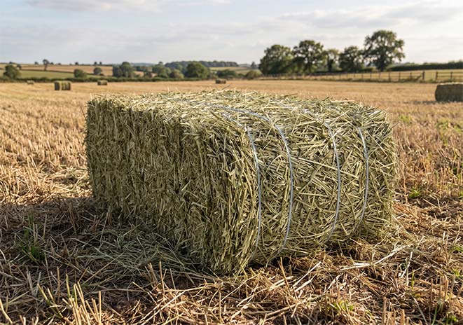 Biomasa de alfalfa acondicionada y almacenada como forraje